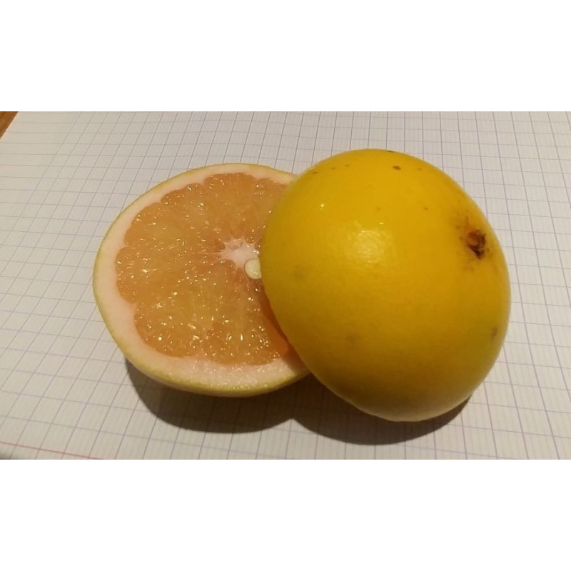 Pomelo Auline ( Citrus Juno x Paradisi x Sinensis)