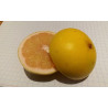 Pomelo Auline ( Citrus Juno x Paradisi x Sinensis)