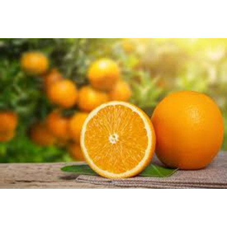 Laranja 4 Estações ( Citrus Sinensis)