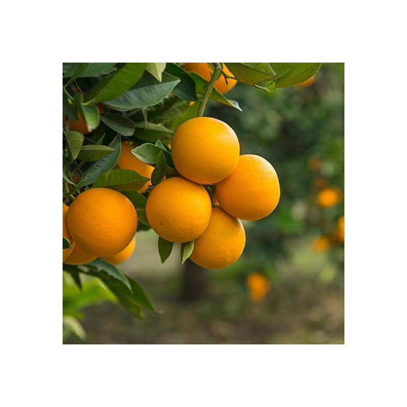 Laranja Valencia-Late ( Citrus Sinensis)