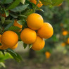 Laranja Valencia-Late ( Citrus Sinensis)