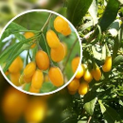 Baga de Goji Amber Sweet ( Lycium Barbarum)