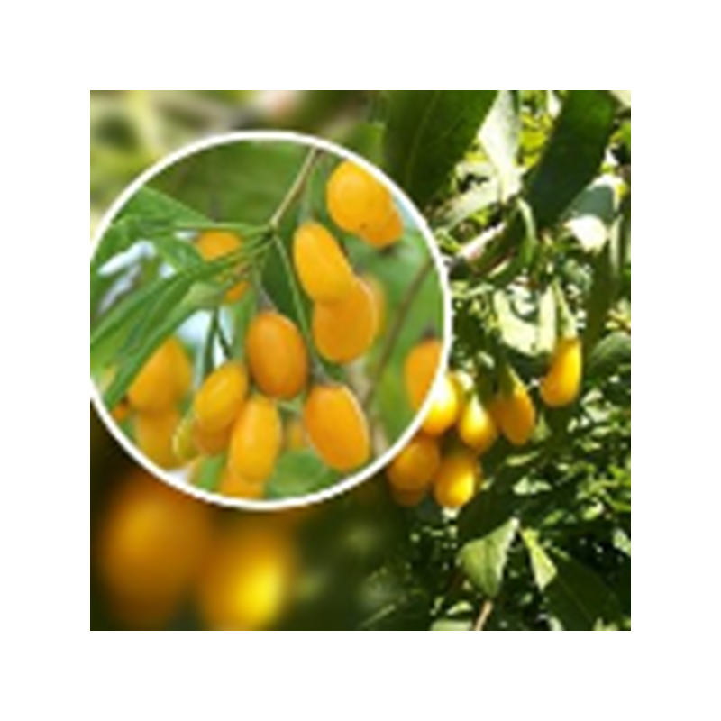Baga de Goji Amber Sweet ( Lycium Barbarum)