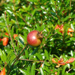 Romãzeira Anã ( Punica Granatum)