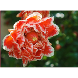 Romãzeira de Flores Bicolor