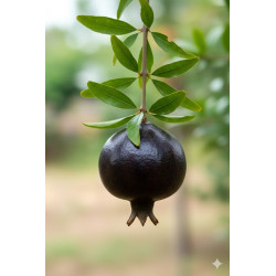 Romãzeira de Fruto Preto ( Punica Granatum)
