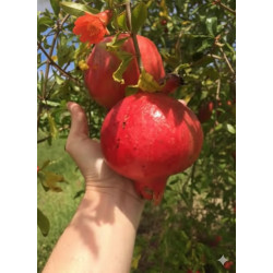 Romãzeira Wondeful ( Punida Granatum)