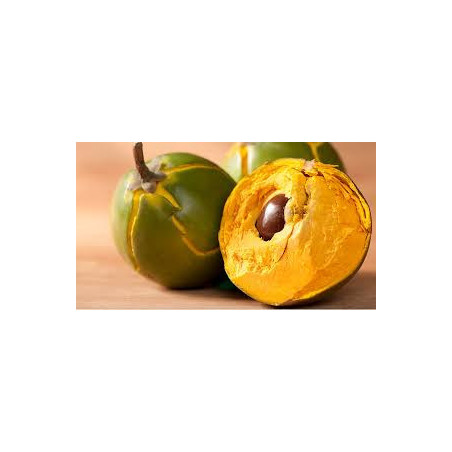 Lucuma