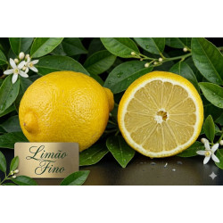 Limão Fino Vaso 10L
