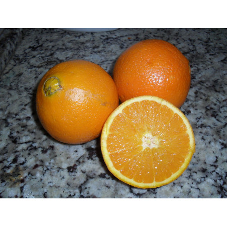 Laranja da Bahia ( Citrus Sinensis)
