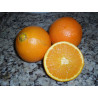 Laranja da Bahia ( Citrus Sinensis)