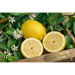 Limão Eureka Vaso 10L