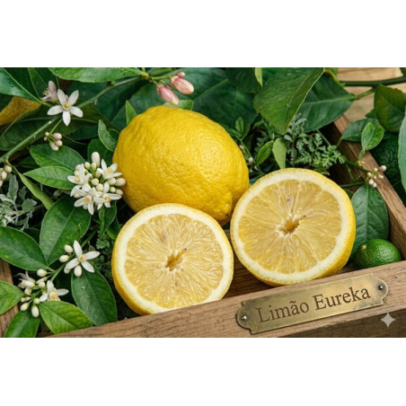 Limão Eureka Vaso 10L
