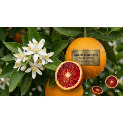 Laranja Sanguinelli Blood Orange Vaso10L