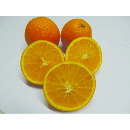 Laranja Lane Late ( Citrus Sinensis)