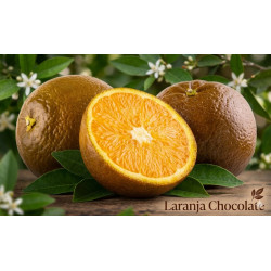 Laranja Chocolate Vaso 10L