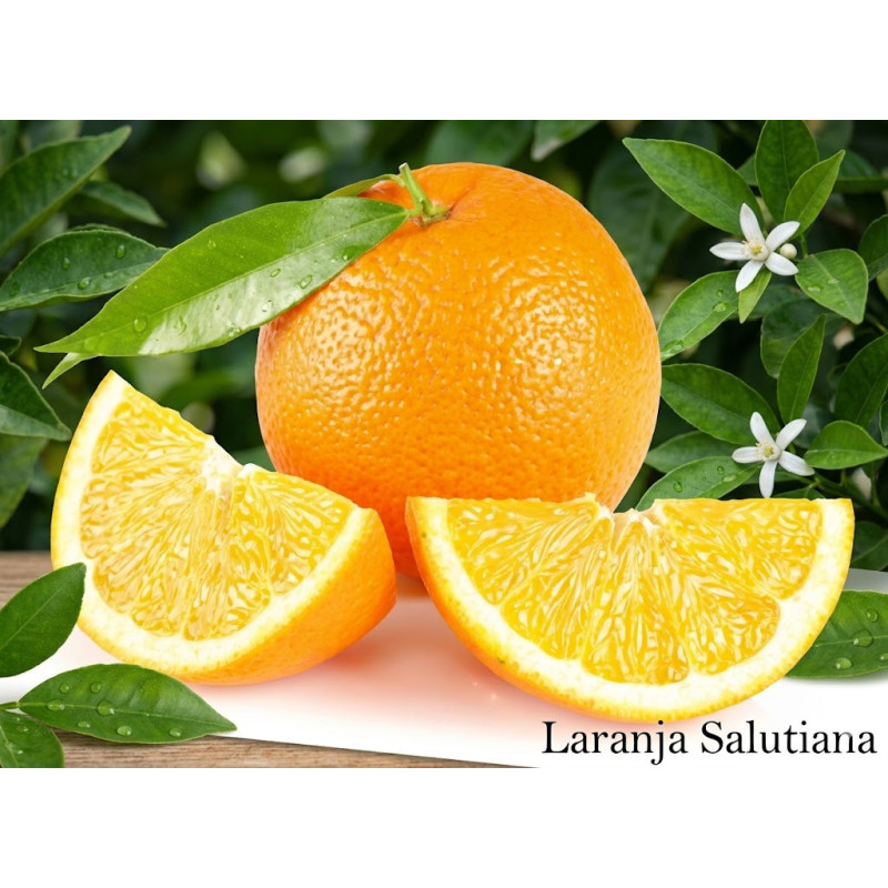 Laranja Salustiana Vaso 3,5L