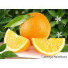 Laranja Salustiana Vaso 3,5L