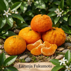 Laranja Fukumoto ( Citrus  × sinensis​​ Macfad)