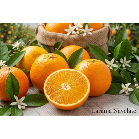 Laranja Navelate Vaso 10L