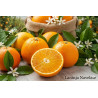 Laranja Navelate Vaso 10L