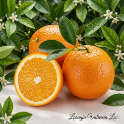 Laranja Valencia Late Vaso 10L