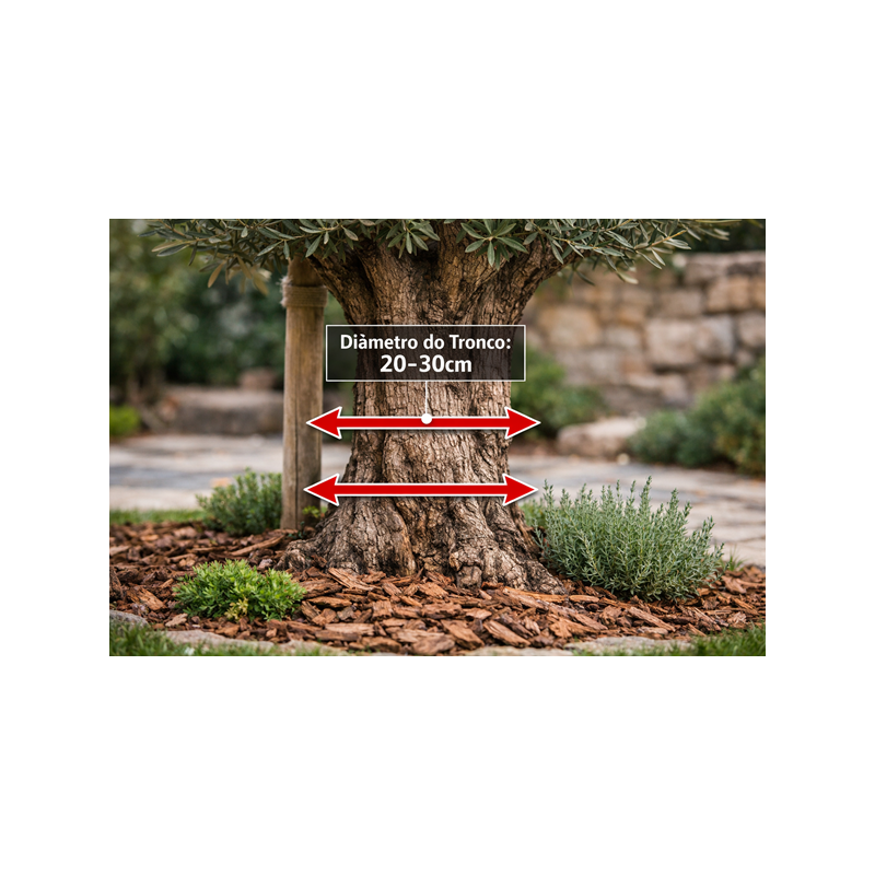 Oliveira Ornamental 20/30cm