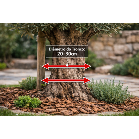 Oliveira Ornamental 20/30cm