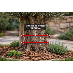 Oliveira Ornamental 80/100cm