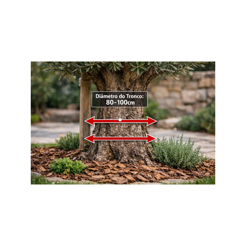 Oliveira Ornamental 80/100cm