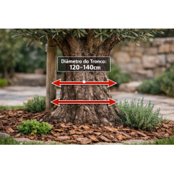 Oliveira Ornamental 120/140cm