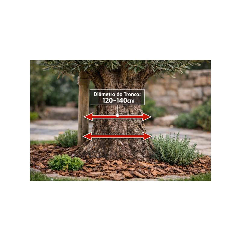 Oliveira Ornamental 120/140cm