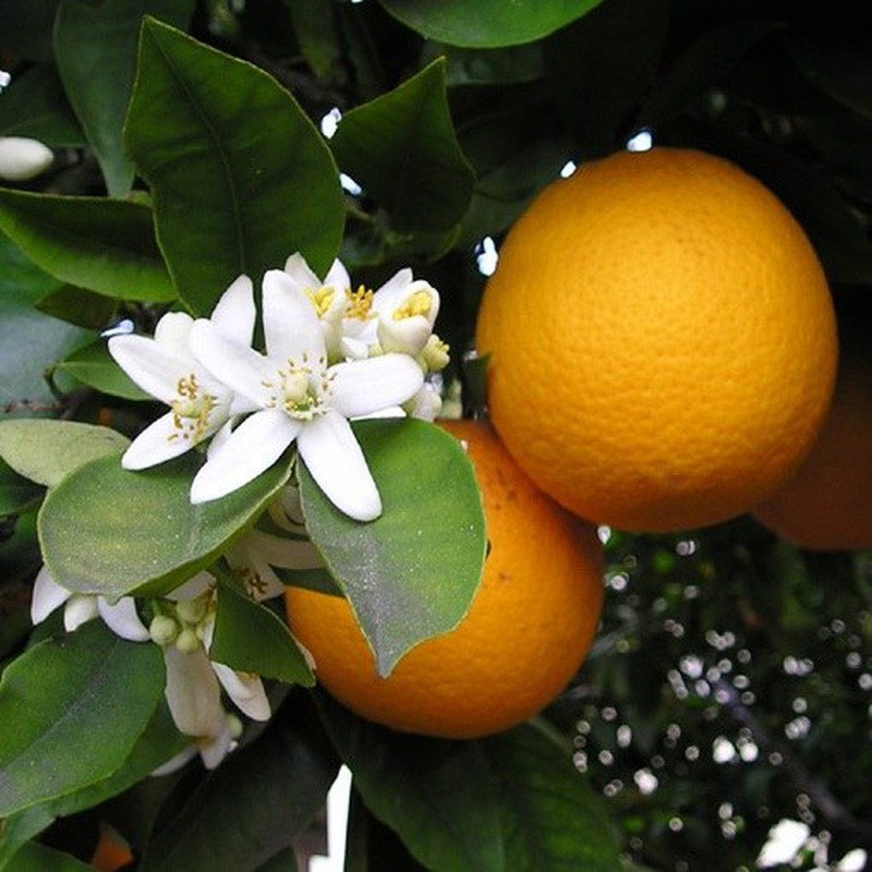 Laranja Navelina ( Citrus Sinensis)