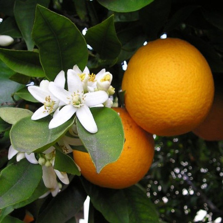 Laranja Navelina ( Citrus Sinensis)