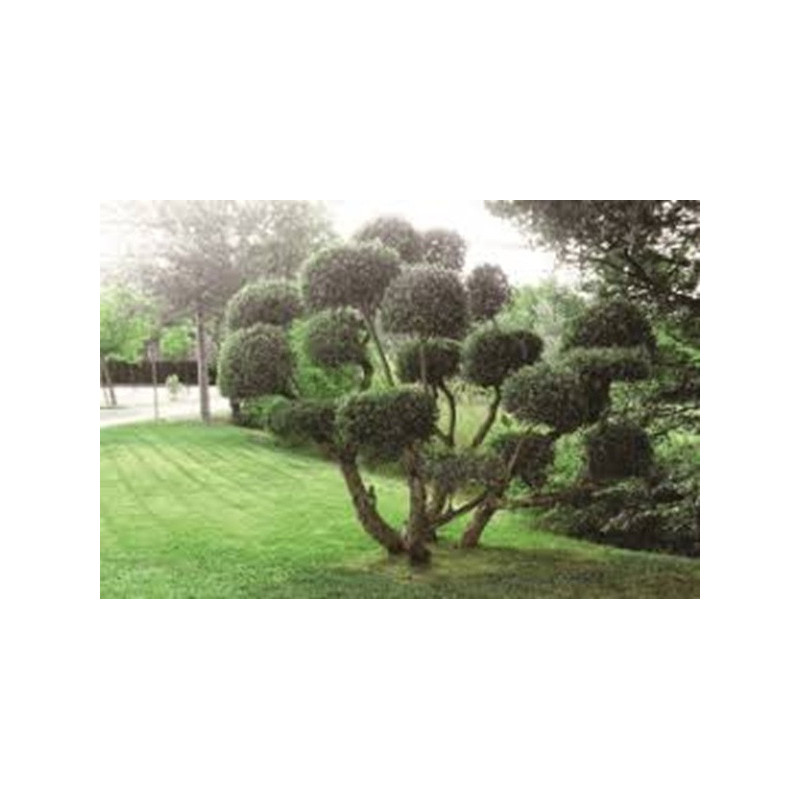 Oliveira de Pompons