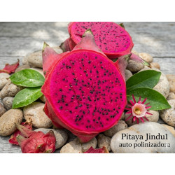Pitaya Jindu1 ( AutoPolinizadora)