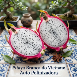 Pitaya Branca Vietnam ( Autopolinizadora)