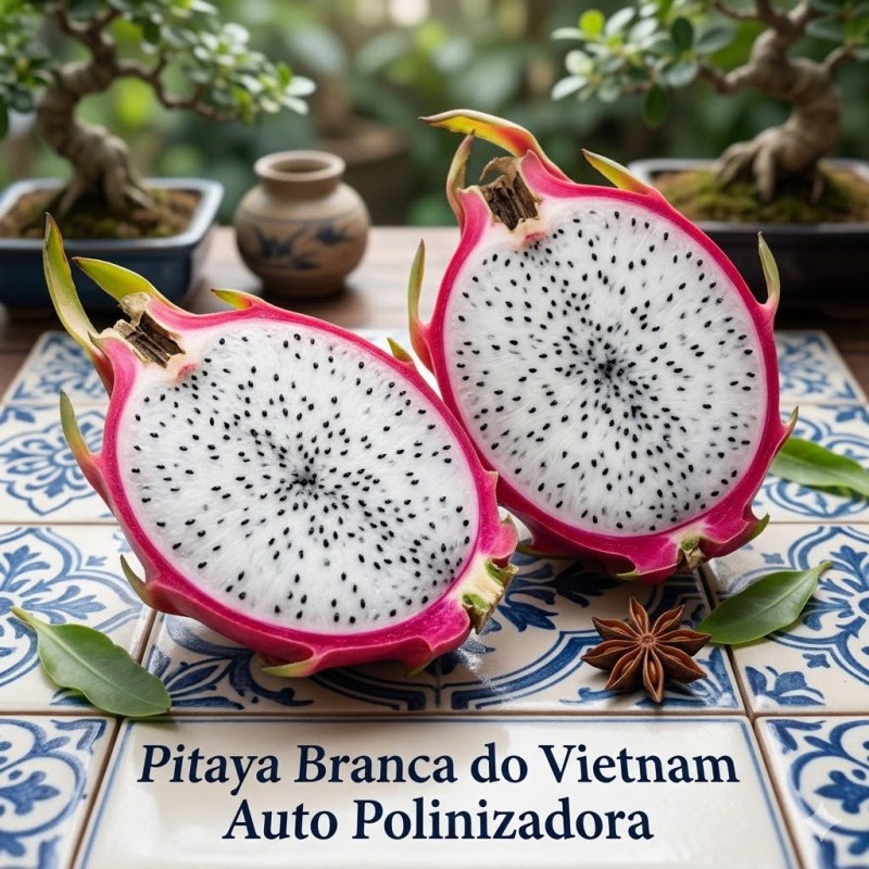 Pitaya Branca Vietnam ( Autopolinizadora)