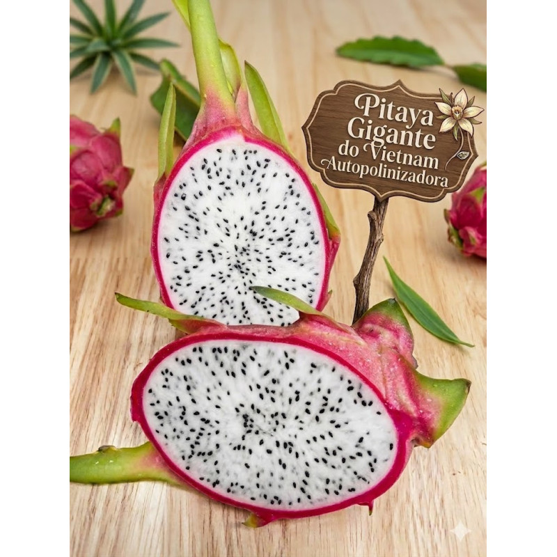 Pitaya Gigante Vietnam ( Autopolinizadora)