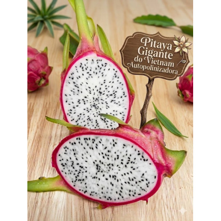 Pitaya Gigante Vietnam ( Autopolinizadora)