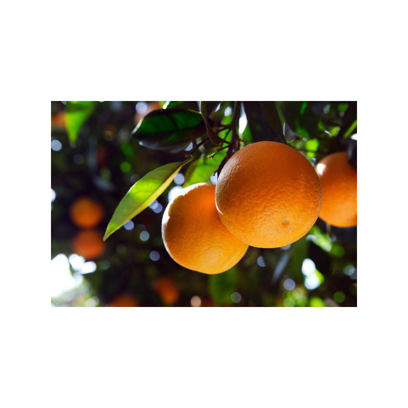 Laranja São João ( Citrus Sinensis)