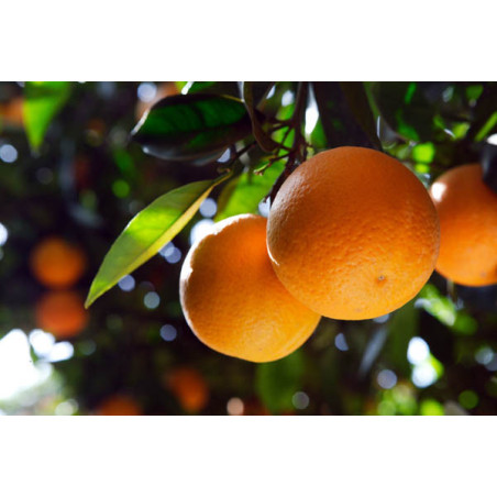 Laranja São João ( Citrus Sinensis)