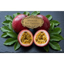 Maracujá Red Flamengo