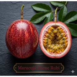 Maracujá Flame Rubi
