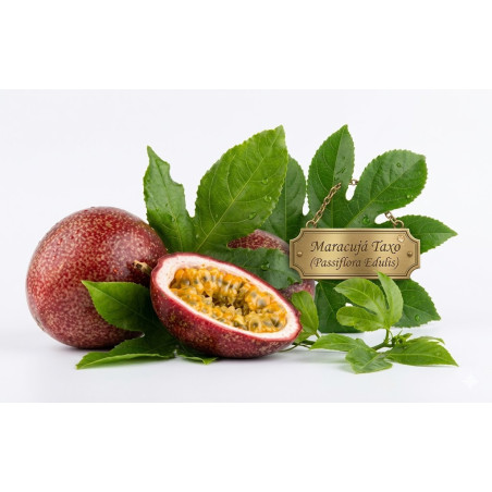 Maracujá Taxo ( Passiflora Edulis)