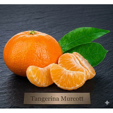 Tangerina Murcott Vaso 3,5L