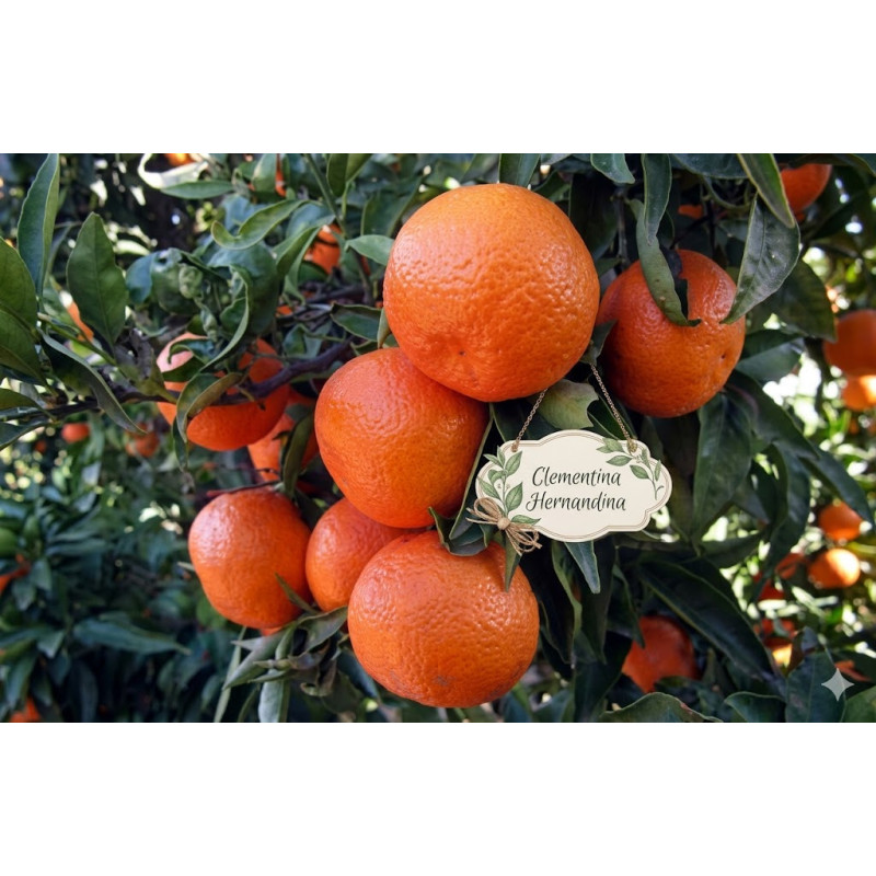 Clementina Hernandina Vaso 3,5L