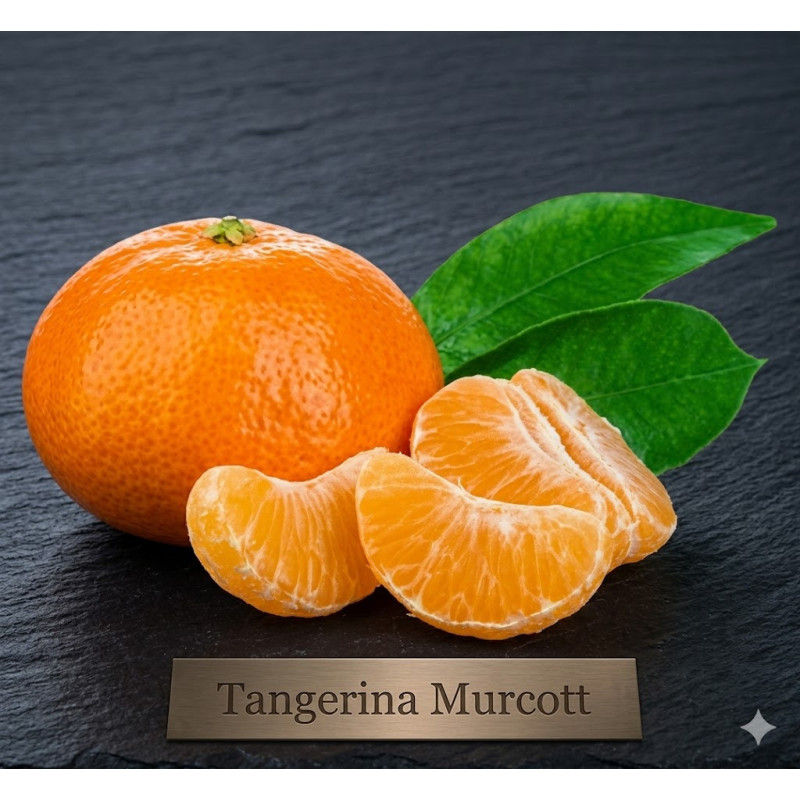 Tangerina Murcott Vaso 10L