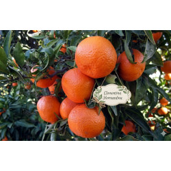 Clementina Hernandina Vaso 10L