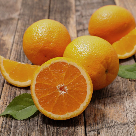 Laranja do Algarve ( Citrus Sinensis)